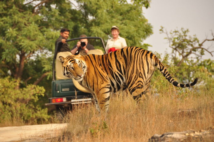 Royal Bengal Tiger Safari